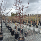 Royal Raindrops Crabapple