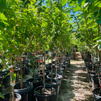 Royal Rainier Cherry