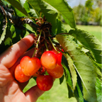 Royal Rainier Cherry