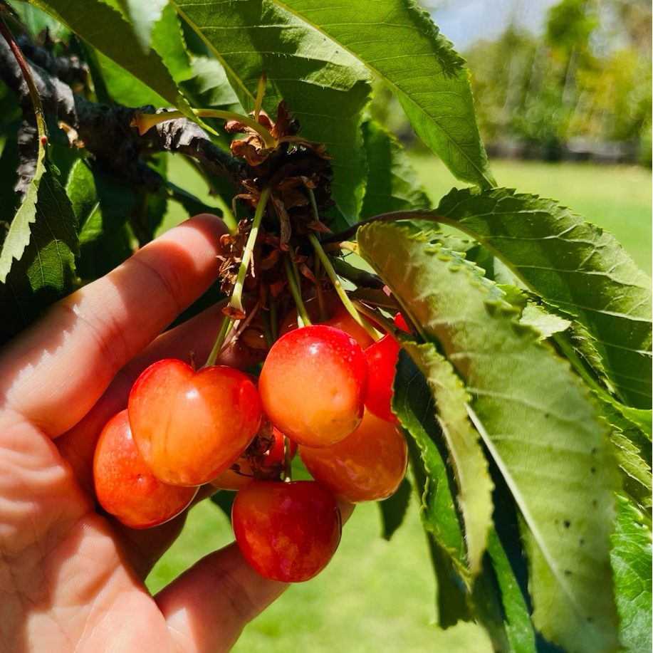 Royal Rainier Cherry