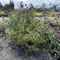 Royal Red Butterfly Bush
