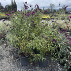 Royal Red Butterfly Bush