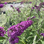 Royal Red Butterfly Bush
