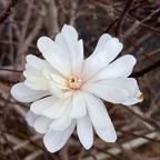Royal Star Magnolia White flower with a blurred brown background