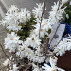 Potted Royal Star Magnolia plant with white flowers and a tag on a pavement background