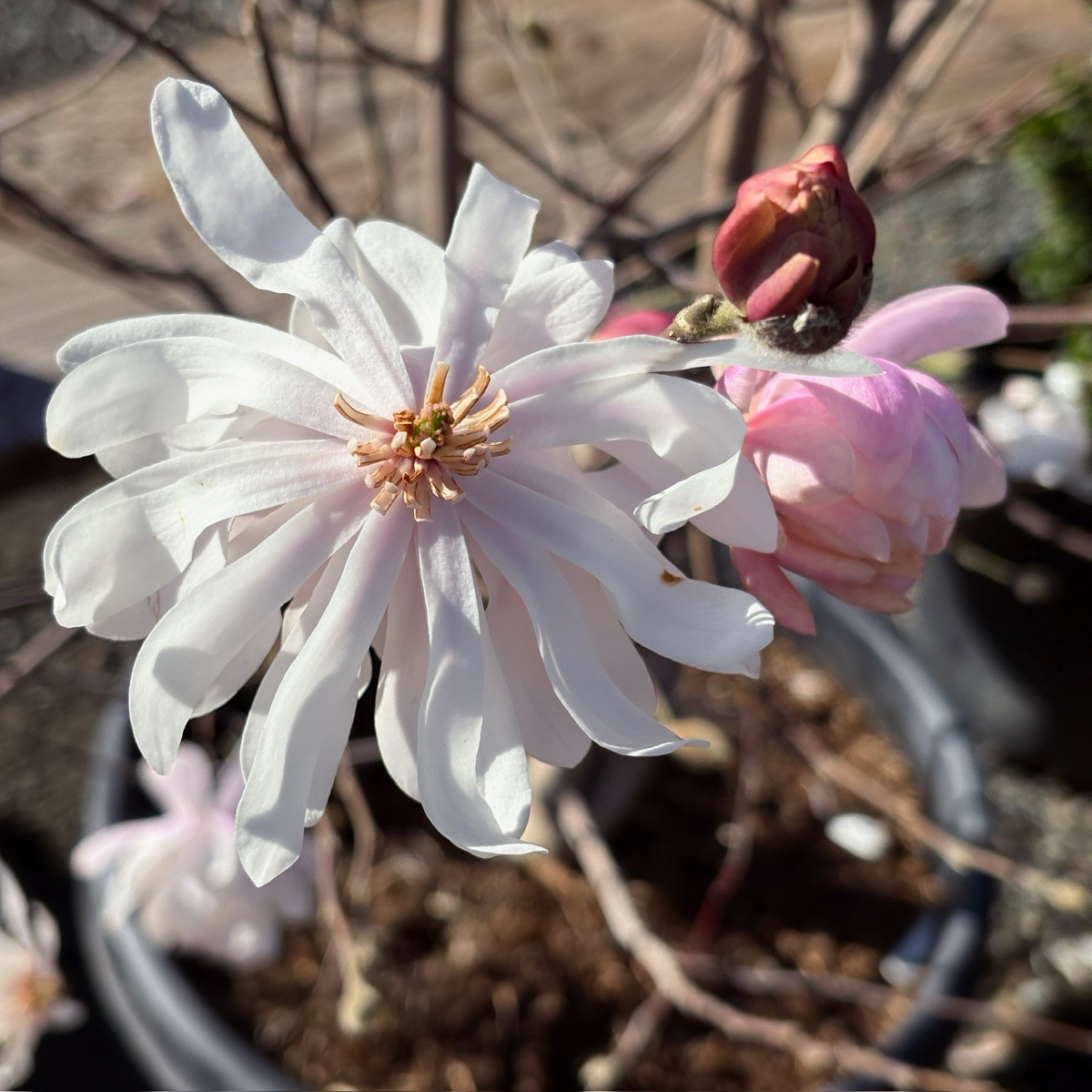 Close-up of a white flower on a Royal Star Magnolia tree