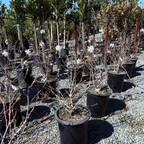 Row of potted plants in a nursery setting