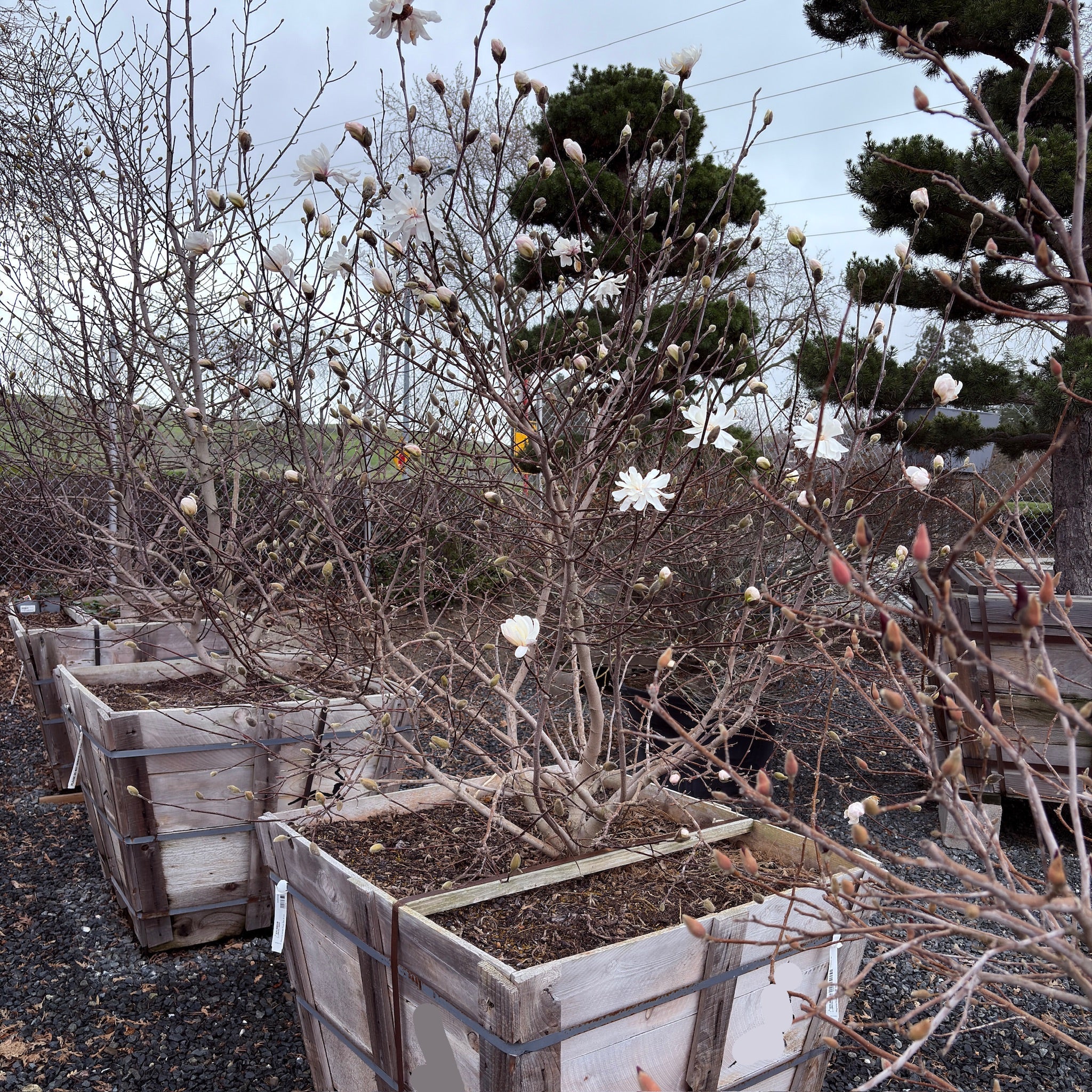 Royal Star Magnolia