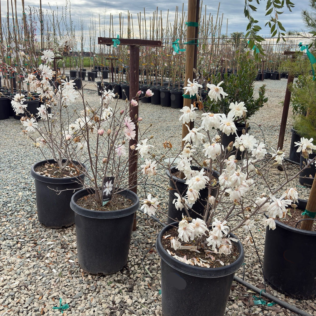 Royal Star Magnolia 