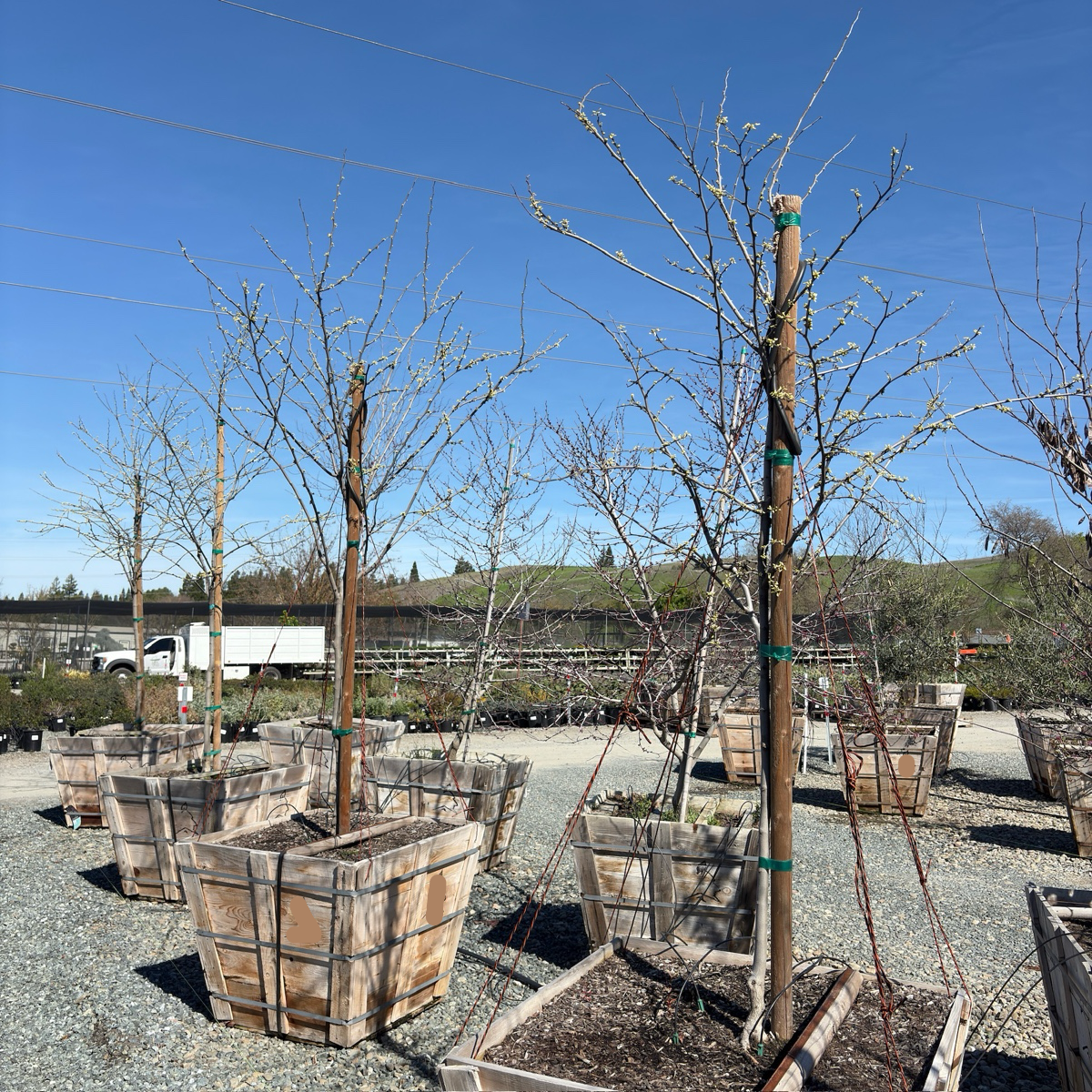 Royal White eastern redbud