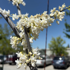 Royal White eastern redbud