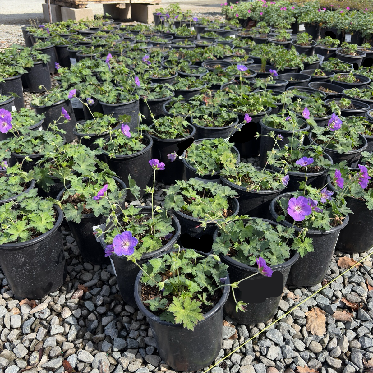 Rozanne Cranesbill