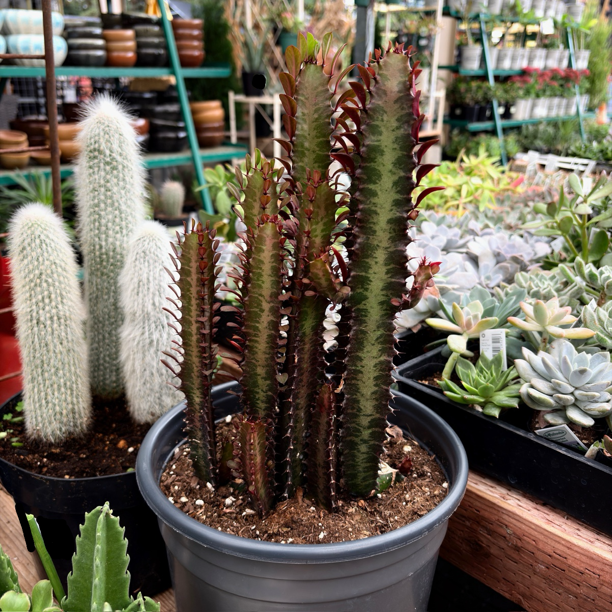 Rubra African Milk Tree