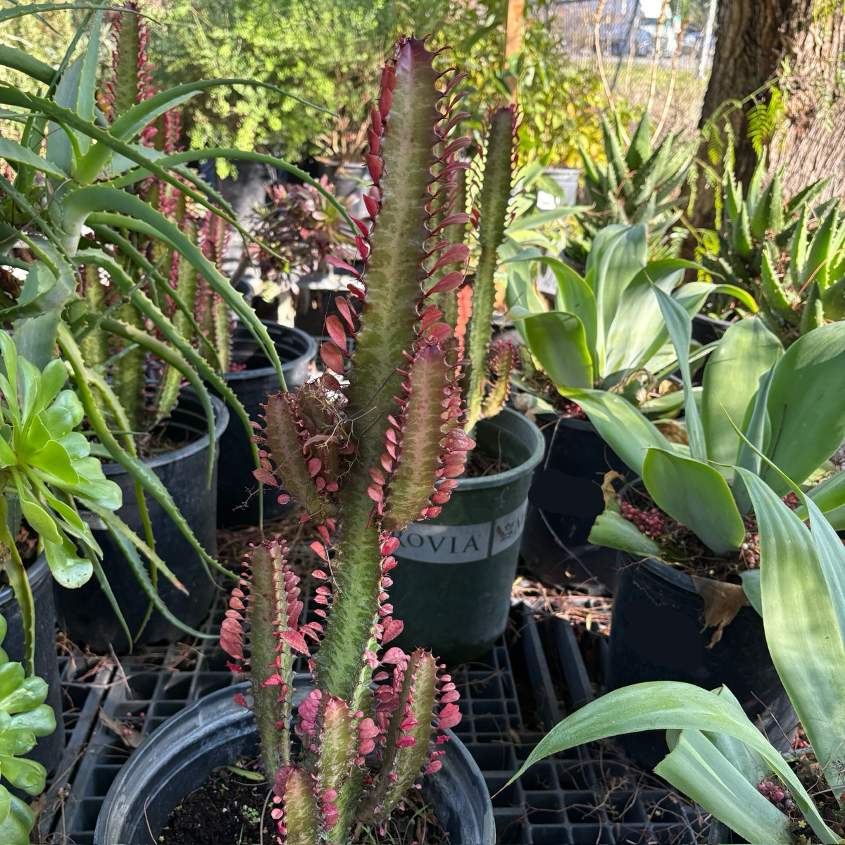 Rubra African Milk Tree