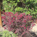 Ruby Glow New Zealand Tea Tree