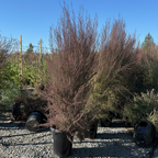 Ruby Glow New Zealand Tea Tree