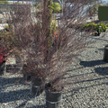 Ruby Glow New Zealand Tea Tree