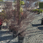 Ruby Glow New Zealand Tea Tree