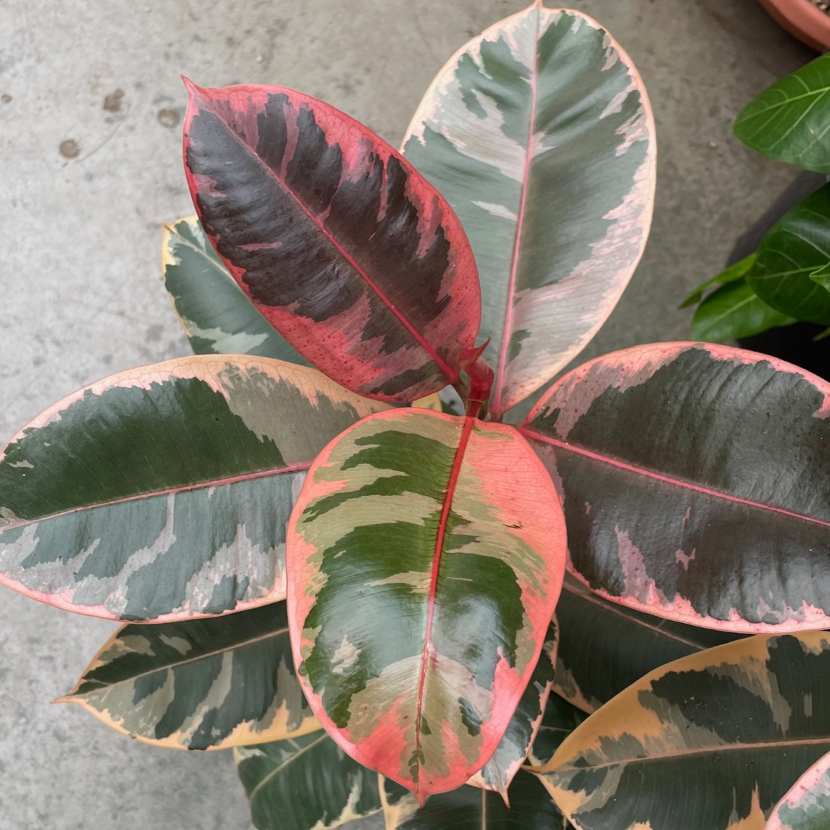 pink rubber tree for sale Ruby Rubber Plant