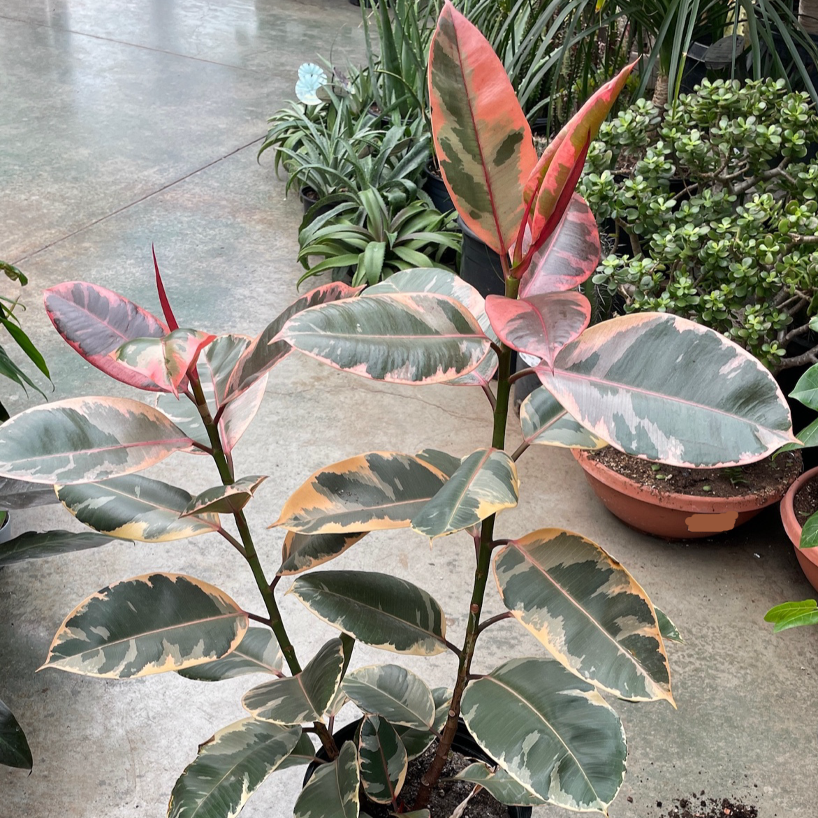 rubber tree plant pink Ruby Rubber Plant