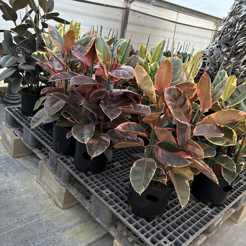 ruby rubber tree Ruby Rubber Plant