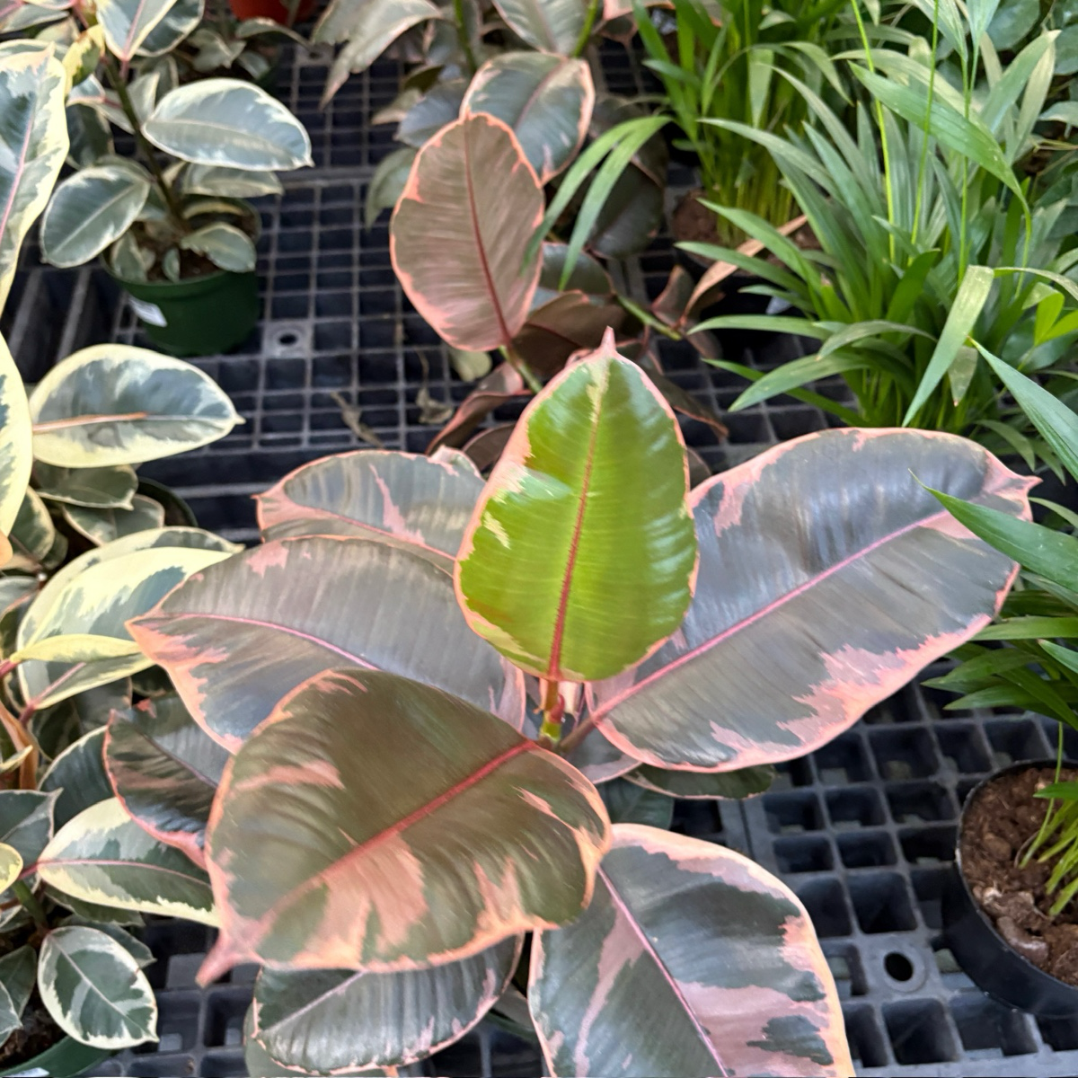 variegated rubber tree pink Ruby Rubber Plant