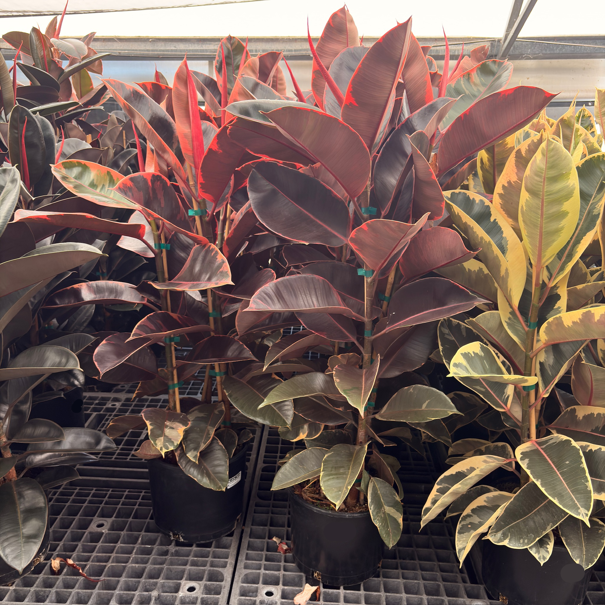 Ruby Rubber Plant