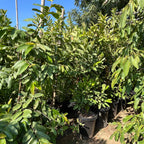 Ruby Supreme Guava