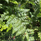 Close-up of a Rumohra adiantiformis plant with green leaves