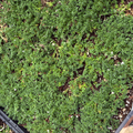 Close-up of a Rupturewort with a blurred background
