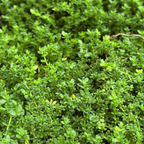 Close-up of a dense patch of Rupturewort