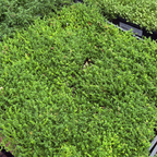 Row of Green Carpet in pots on a rooftop garden