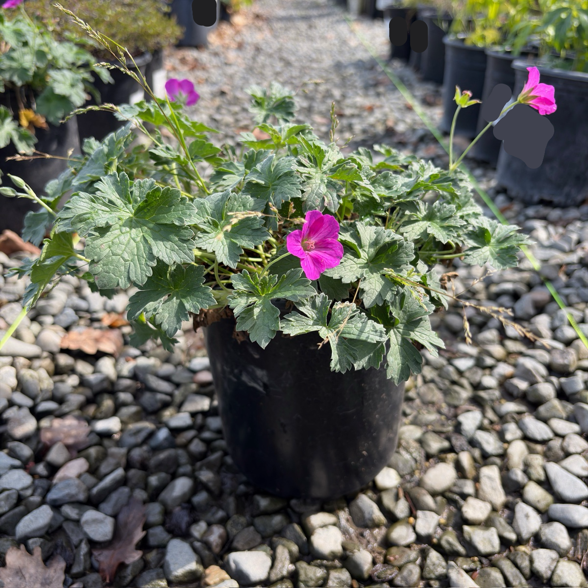 Russell Prichard Cranesbill