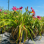 Russian Rhapsody Daylily