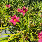 Russian Rhapsody Daylily