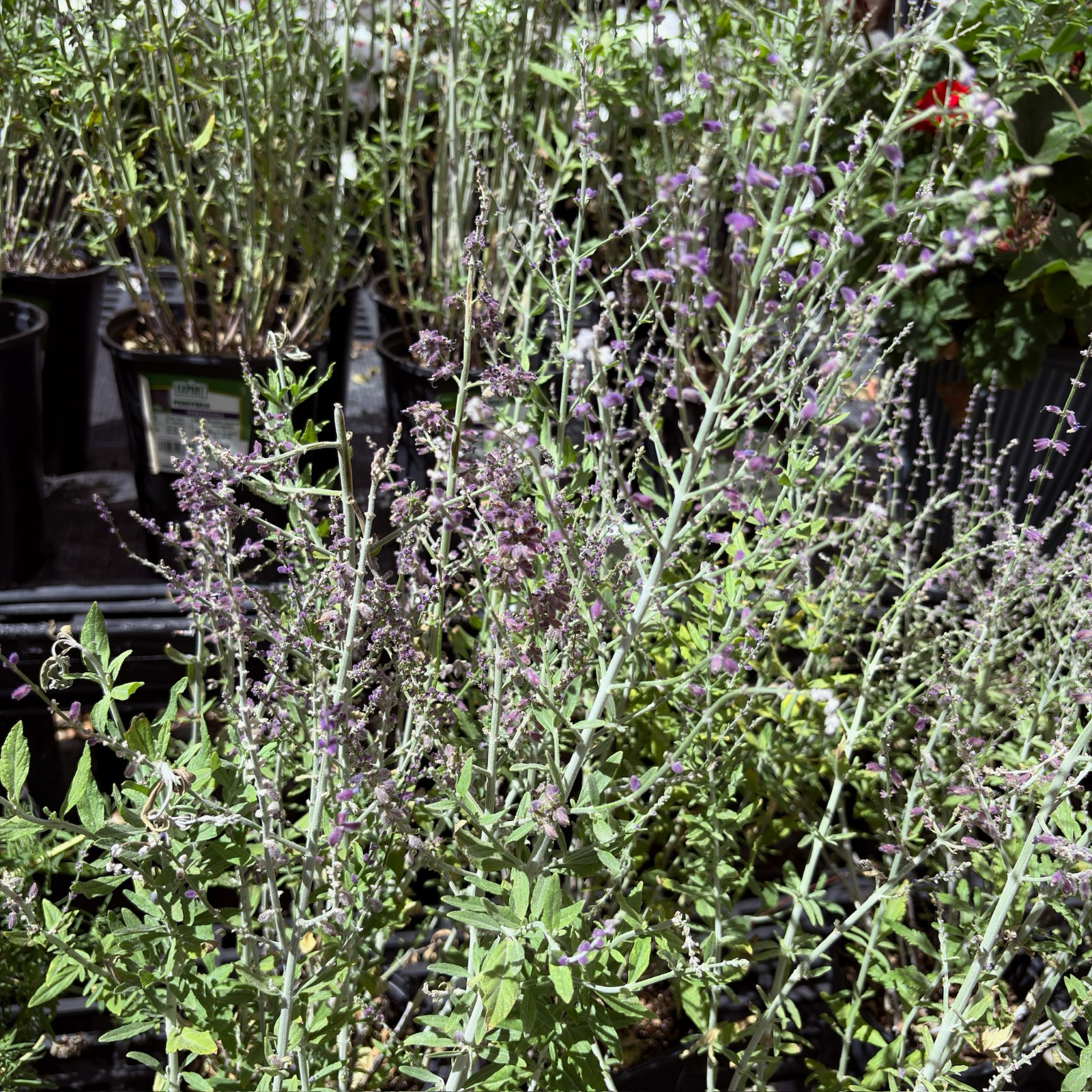 plant showdown russian sage v lavender Russian Sage