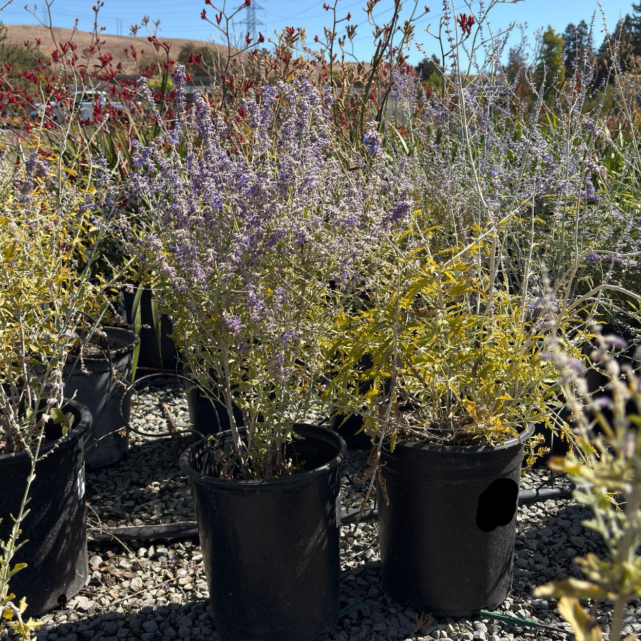 siberian lavender plants Russian Sage