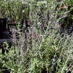 Russian Sage