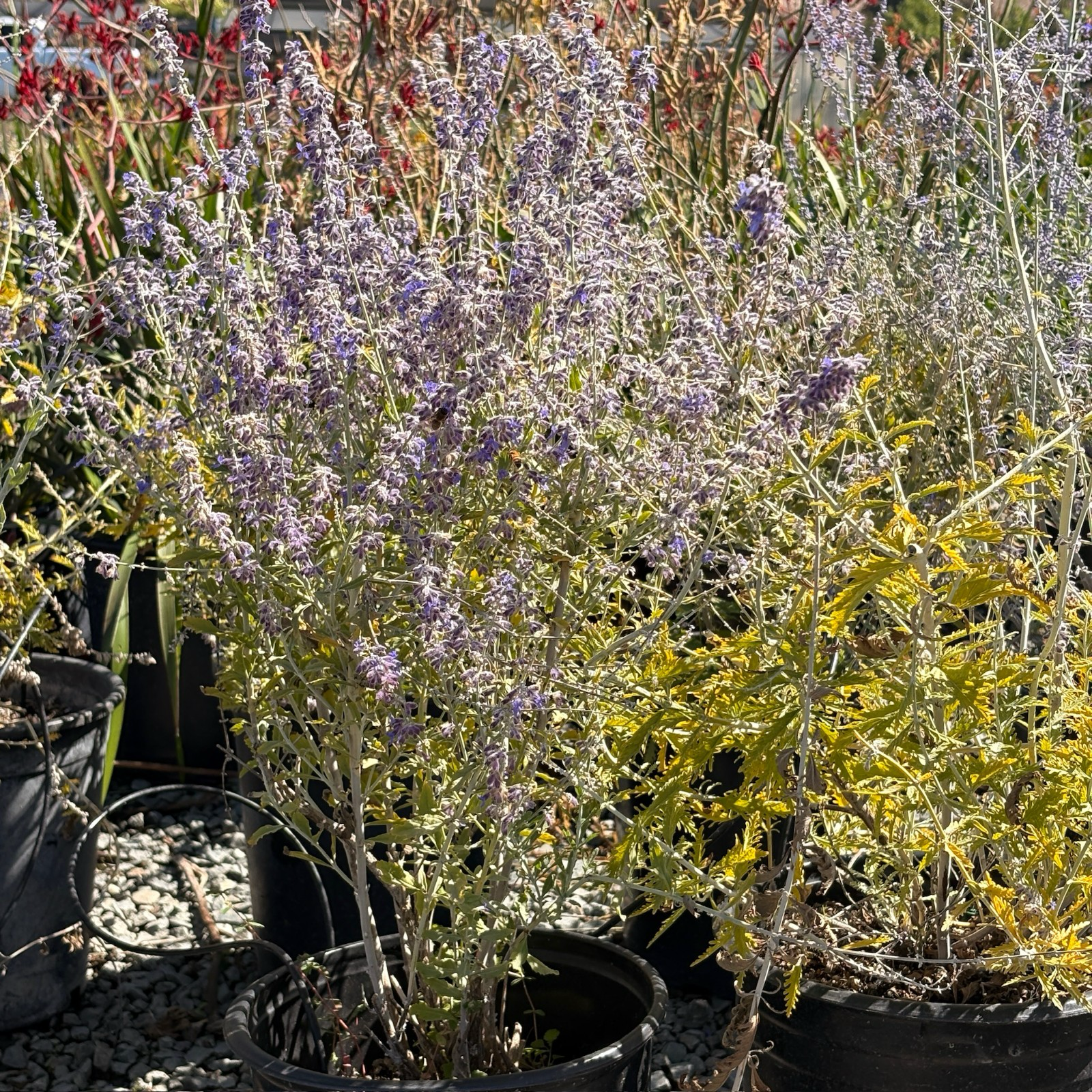 Russian Sage