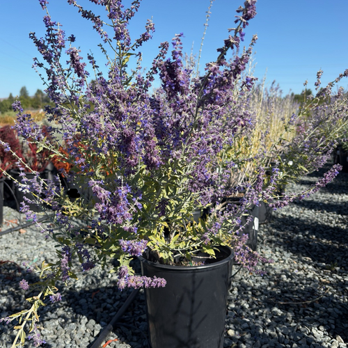 Russian Sage | Lavender Flower Spikes & Silver Foliage Perennial