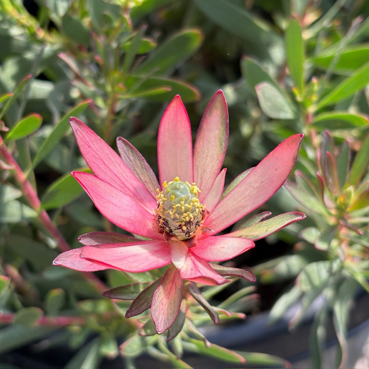 Safari Goldstrike Yellow Cone Bush