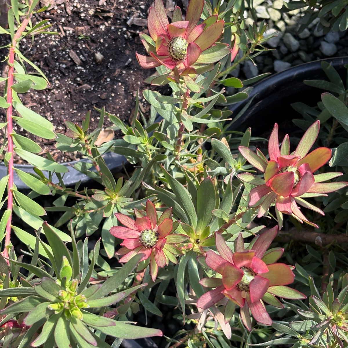 Safari Goldstrike Yellow Cone Bush