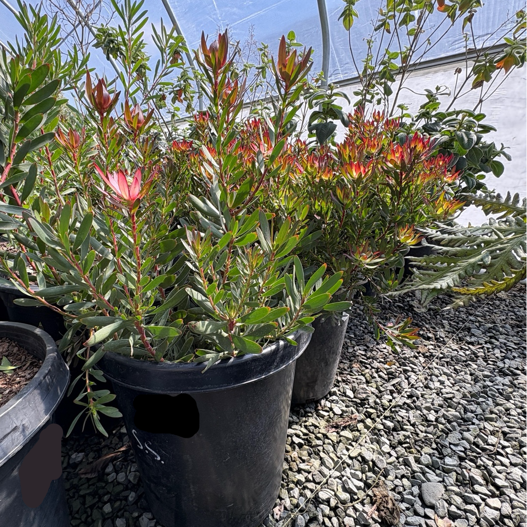 Safari Goldstrike Yellow Cone Bush