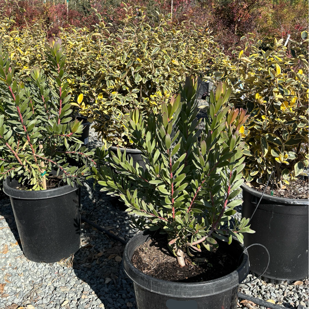 Safari Goldstrike Yellow Cone Bush