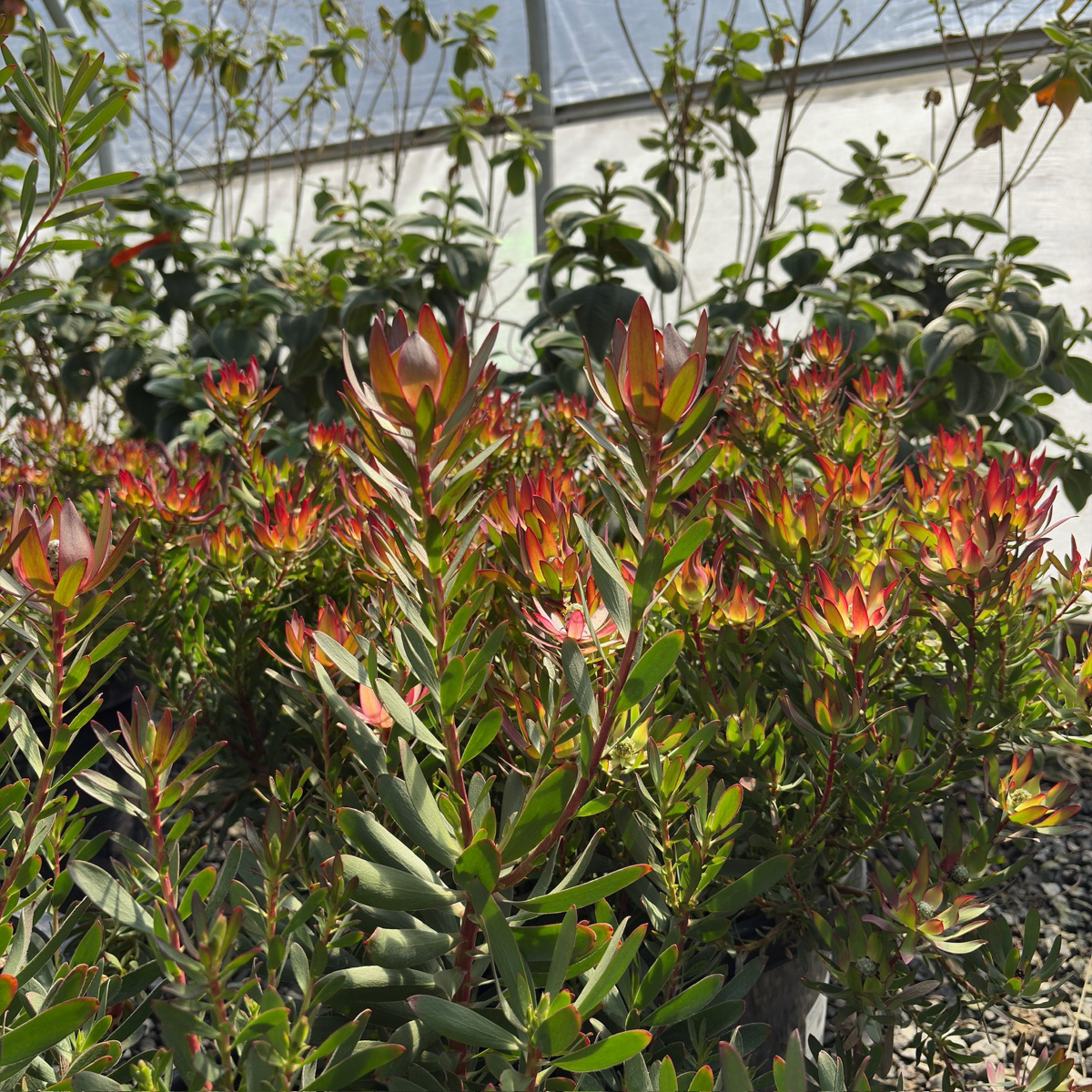 Safari Goldstrike Yellow Cone Bush