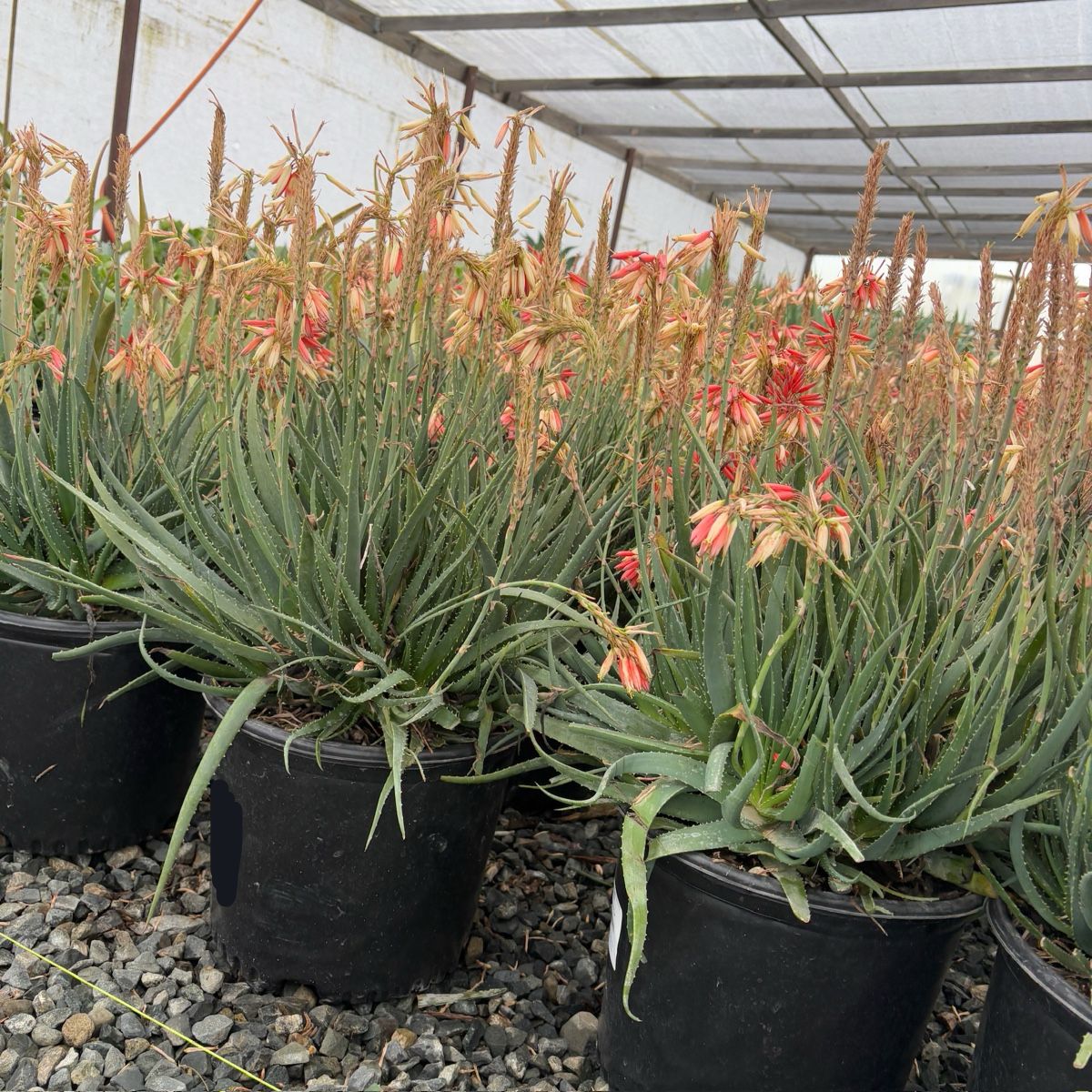 colored aloe vera plant Safari Sunrise Aloe