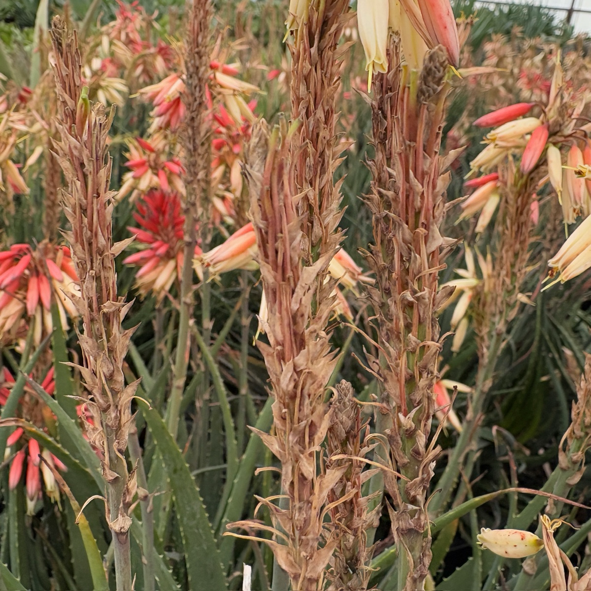 aloe vera plant changing color Safari Sunrise Aloe