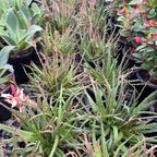 Safari Sunrise Aloe