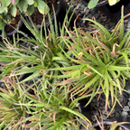 Safari Sunrise Aloe
