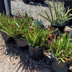 Safari Sunrise Aloe